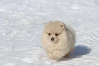 Teddy , a male Pomeranian for sale in Grand Rapids, MI – Photo 5 of 6