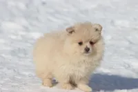 Teddy , a male Pomeranian for sale in Grand Rapids, MI – Photo 4 of 6