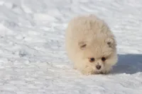 Teddy , a male Pomeranian for sale in Grand Rapids, MI – Photo 1 of 6