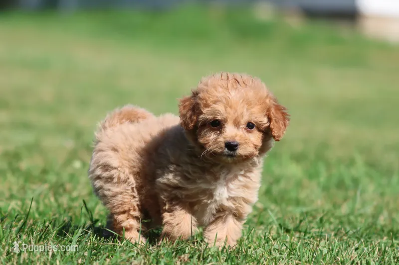 Smiles  – Miniature Goldendoodle puppy for sale in Grand Rapids, MI