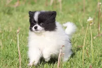 Cookies n cream, a female Pomeranian for sale in Grand Rapids, MI – 3 of 5