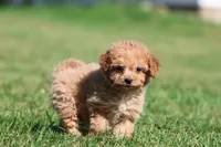 Smiles , a male Miniature Goldendoodle for sale in Grand Rapids, MI – 6 of 6