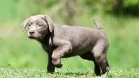 Silver AKC , a female Labrador Retriever for sale in Grand Rapids, MI – 6 of 6