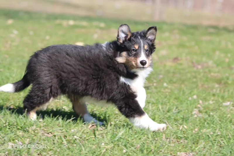 Black Bear  – Shetland Sheepdog puppy for sale in Grand Rapids, MI