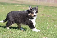 Black Bear , a male Shetland Sheepdog for sale in Grand Rapids, MI – Photo 1 of 4