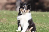 Black Bear , a male Shetland Sheepdog for sale in Grand Rapids, MI – Photo 4 of 4