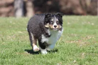 Black Bear , a male Shetland Sheepdog for sale in Grand Rapids, MI – Photo 2 of 4
