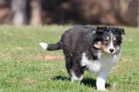 Black Bear , a male Shetland Sheepdog for sale in Grand Rapids, MI – Photo 3 of 4