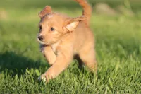 Kit Kat, a female Miniature Aussiedoodle and Miniature Goldendoodle for sale in Grand Rapids, MI – 3 of 5