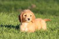 Kit Kat, a female Miniature Aussiedoodle and Miniature Goldendoodle for sale in Grand Rapids, MI – 1 of 5