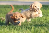 Kit Kat, a female Miniature Aussiedoodle and Miniature Goldendoodle for sale in Grand Rapids, MI – 2 of 5