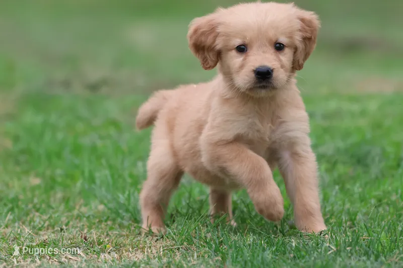 Molly AKC  – Golden Retriever puppy for sale in Grand Rapids, MI
