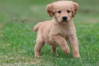 Molly AKC , a female Golden Retriever for sale in Grand Rapids, MI – 1 of 4