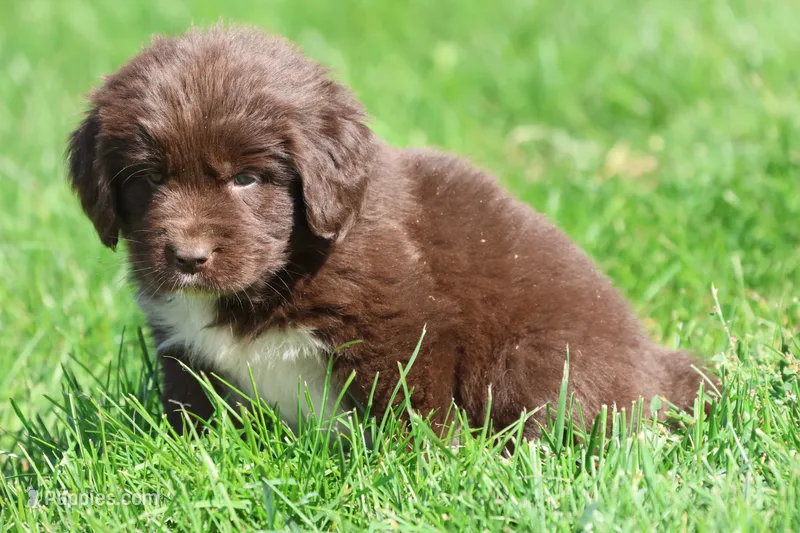 Swirls – Newfoundland puppy for sale in Grand Rapids, MI