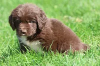 Swirls, a female Newfoundland for sale in Grand Rapids, MI – 1 of 4