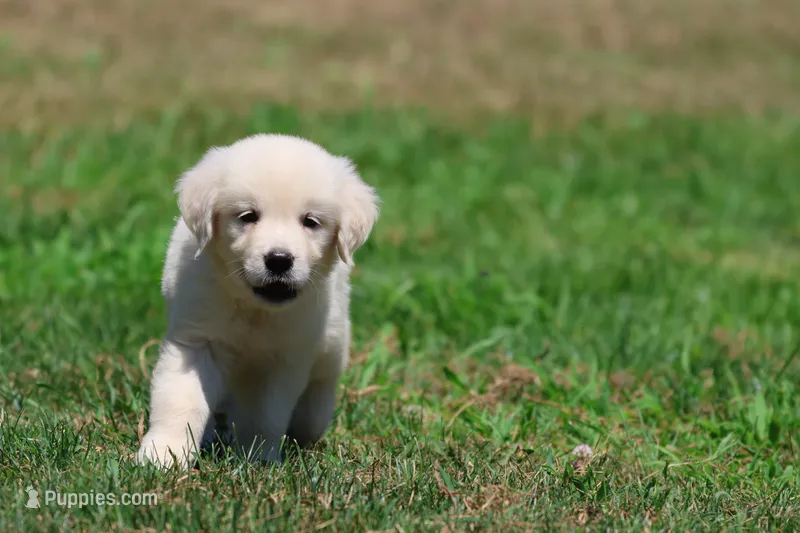 Ice Princess – Golden Retriever puppy for sale in Grand Rapids, MI
