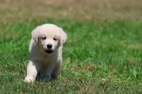 Ice Princess, a female Golden Retriever for sale in Grand Rapids, MI – 1 of 6