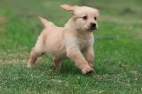 Buttermilk AKC , a female Golden Retriever for sale in Grand Rapids, MI – 4 of 7