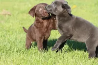 Chocolate Kisses AKC , a female Labrador Retriever for sale in Grand Rapids, MI – Photo 4 of 5