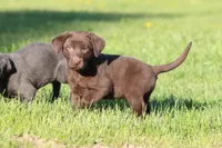 Chocolate Kisses AKC , a female Labrador Retriever for sale in Grand Rapids, MI – Photo 5 of 5