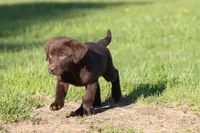 Chocolate Kisses AKC , a female Labrador Retriever for sale in Grand Rapids, MI – Photo 3 of 5