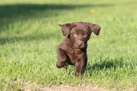 Chocolate Kisses AKC , a female Labrador Retriever for sale in Grand Rapids, MI – Photo 2 of 5