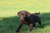 Chocolate Kisses AKC , a female Labrador Retriever for sale in Grand Rapids, MI – Photo 1 of 5