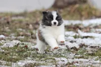 Strudels , a female Pomeranian for sale in Grand Rapids, MI – Photo 5 of 6