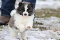 Strudels , a female Pomeranian for sale in Grand Rapids, MI – Photo 4 of 6