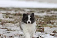 Strudels , a female Pomeranian for sale in Grand Rapids, MI – Photo 6 of 6