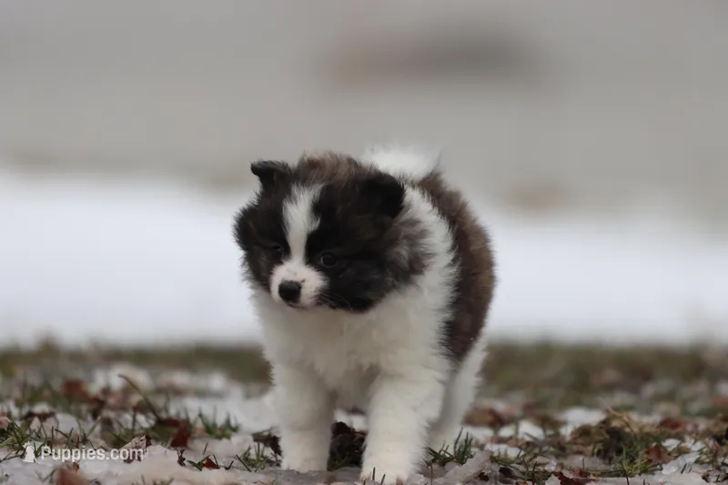 Strudels  – Pomeranian puppy for sale in Grand Rapids, MI