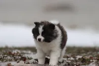 Strudels , a female Pomeranian for sale in Grand Rapids, MI – Photo 1 of 6