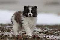 Strudels , a female Pomeranian for sale in Grand Rapids, MI – Photo 2 of 6