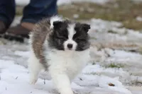 Strudels , a female Pomeranian for sale in Grand Rapids, MI – Photo 3 of 6