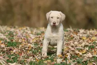 Silver Bullet AKC , a male Labrador Retriever for sale in Grand Rapids, MI – 7 of 7