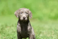 Journey AKC , a female Labrador Retriever for sale in Grand Rapids, MI – 1 of 4