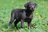 Silver Dollar AKC , a female Labrador Retriever for sale in Grand Rapids, MI – 6 of 7