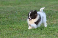 Feather AKC , a female Pomeranian for sale in Grand Rapids, MI – 4 of 7