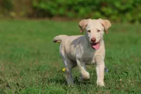 Sunny AKC , a male Labrador Retriever for sale in Grand Rapids, MI – 3 of 7