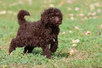Truffles, a female Miniature Bernedoodle for sale in Grand Rapids, MI – 2 of 7
