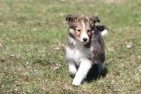 Rita, a female Shetland Sheepdog for sale in Grand Rapids, MI – Photo 4 of 5