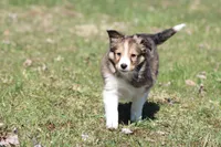 Rita, a female Shetland Sheepdog for sale in Grand Rapids, MI – Photo 3 of 5