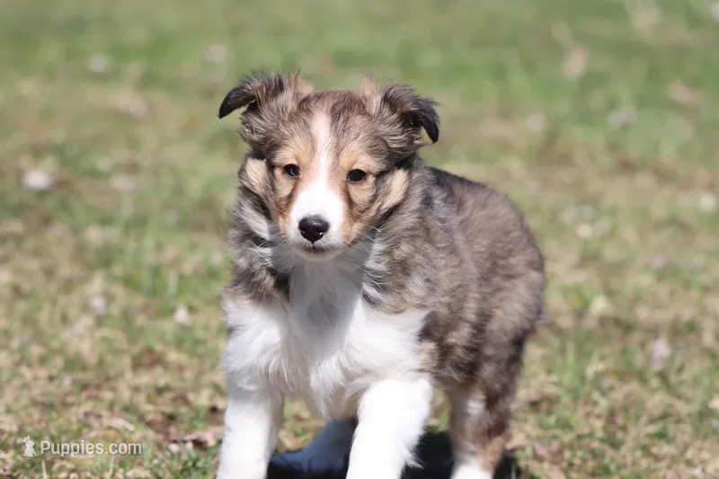 Rita – Shetland Sheepdog puppy for sale in Grand Rapids, MI
