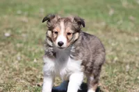 Rita, a female Shetland Sheepdog for sale in Grand Rapids, MI – Photo 1 of 5