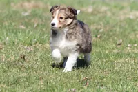 Rita, a female Shetland Sheepdog for sale in Grand Rapids, MI – Photo 2 of 5