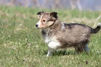 Rita, a female Shetland Sheepdog for sale in Grand Rapids, MI – Photo 5 of 5