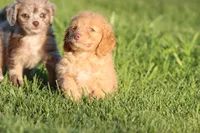 Cherry Cola , a female Miniature Aussiedoodle and Miniature Goldendoodle for sale in Grand Rapids, MI – 3 of 3