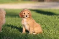 Kit Kat, a female Miniature Aussiedoodle and Miniature Goldendoodle for sale in Grand Rapids, MI – 4 of 5