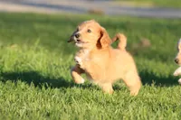 Kit Kat, a female Miniature Aussiedoodle and Miniature Goldendoodle for sale in Grand Rapids, MI – 5 of 5