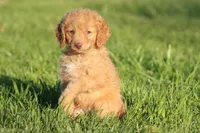 Cherry Cola , a female Miniature Aussiedoodle and Miniature Goldendoodle for sale in Grand Rapids, MI – 2 of 3